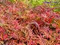 American Mountain Ash / Sorbus americana 